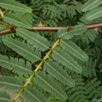 Mimosa pigra L.